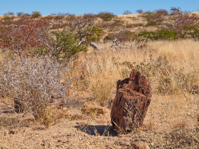 Twyfelfontein, Petrified Tree